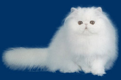 SECCI&Oacute;N DE MASCOTAS,CUESTI&Oacute;N DE MASCOTAS...............